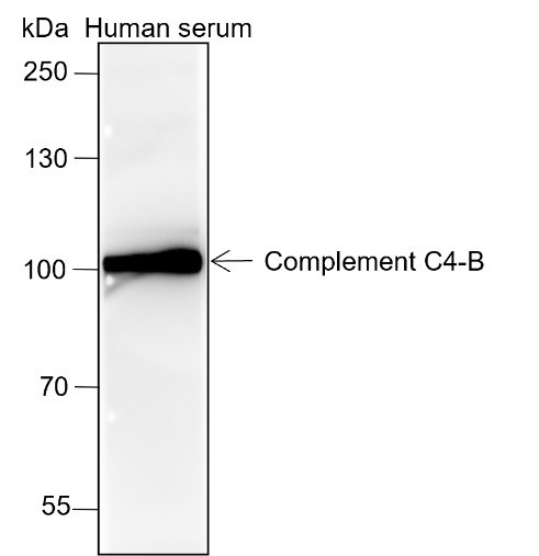 Anti-Recombinant Complement C4-B, clone A146