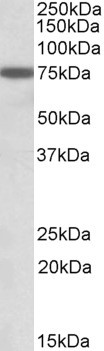 Anti-RACGAP1 / MgcRacGAP, C-terminal