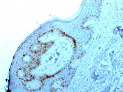 Anti-Nucleolar / Nucleoli(NM95), CF568 conjugate, 0.1mg/mL
