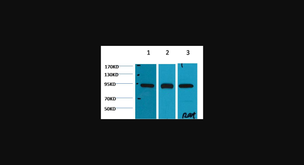 Anti-HSP90beta, monoclonal