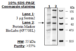 Sestrin 2 Human Recombinant Protein