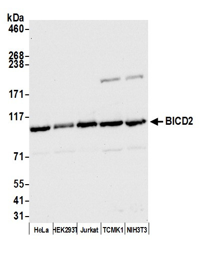 Anti-BICD2