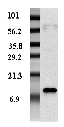 Anti-Resistin (human), Biotin conjugated