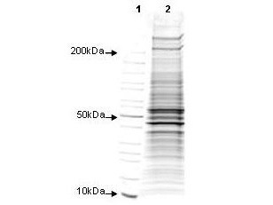 Human Foreskin Fibroblast whole cell lysate