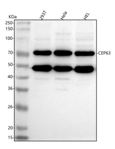 Anti-CEP63 / Centrosomal protein of 63 kDa