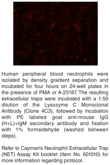 Anti-Lysozyme C (Clone 4C3)