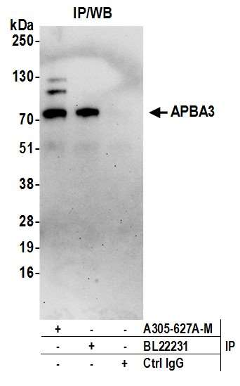 Anti-APBA3