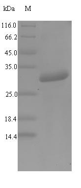 Alpha-defensin 1 (Defa1), mouse, recombinant