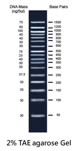 Biomol 50bp plus DNA Ladder, ready-to-use (50 - 1,500 bps)