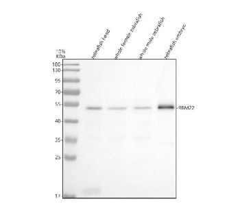 Anti-Zebrafish Rbm22 / RNA-binding protein 22