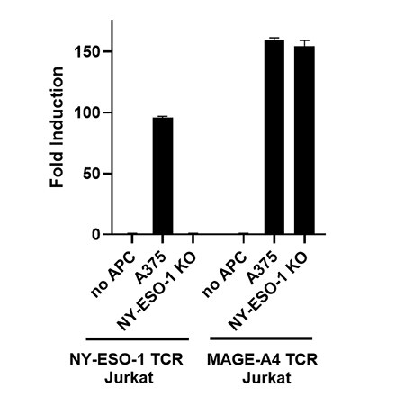 NY-ESO-1 Knockout A375 Cell Line