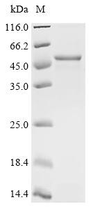 Major capsid protein VP1, BK polyomavirus, recombinant