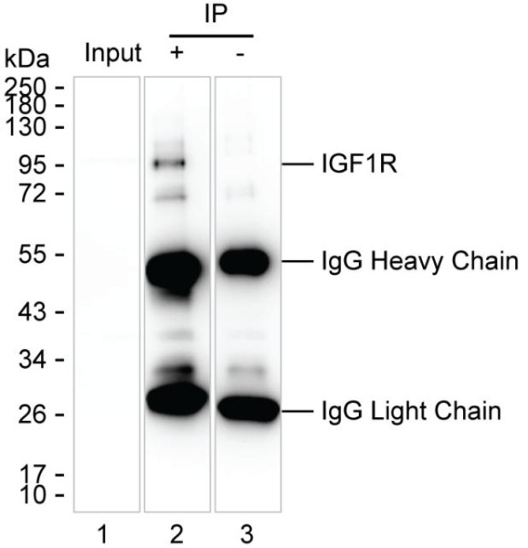 Anti-IGF1R