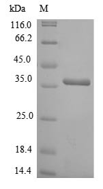 Galectin-4 (Lgals4), rat, recombinant