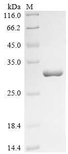 Protein SSX4 (SSX4), human, recombinant