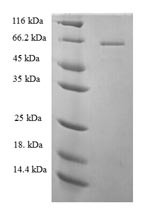 1-Phosphatidylinositol 4,5-bisphosphate phosphodiesterase zeta-1 (PLCZ1), human, recombinant
