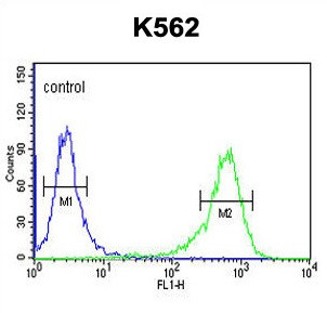 Anti-ATP2A1 / SERCA1 ATPase (isoform b)