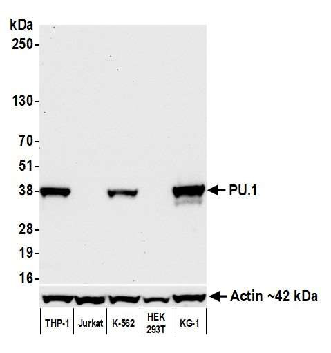 Anti-PU.1 Recombinant Monoclonal