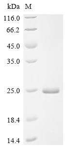 Nucleoprotein (N), recombinant Porcine reproductive and respiratory syndrome virus