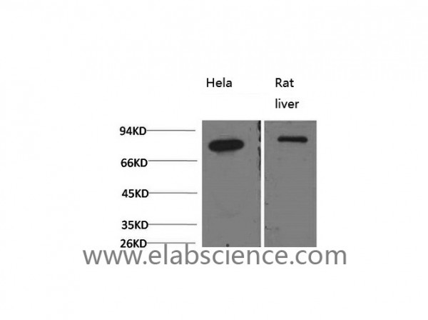 Anti-HSPA5, clone 8G3