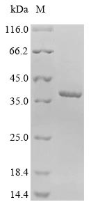 Outer membrane porin C (ompC), Escherichia coli, recombinant