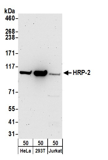 Anti-HRP-2