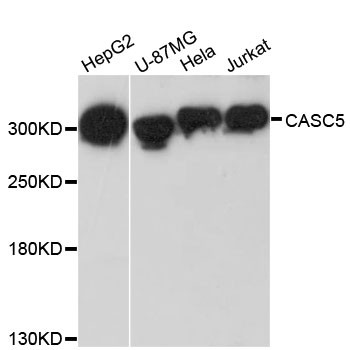 Anti-CASC5