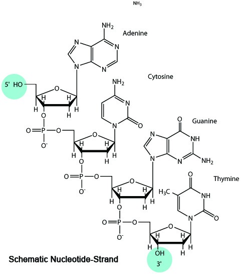 ODN 2006 (Type B) Endotoxin-free (sterile)