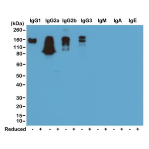 Anti-IgG (mouse), Rabbit Monoclonal (RM104)