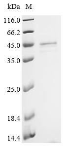 Guanine nucleotide-binding protein G(i) subunit alpha-1 (GNAI1), recombinant human