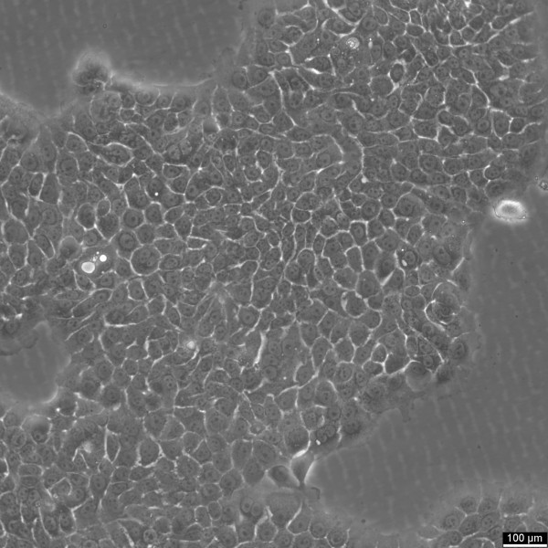 BxPC-3 Cells