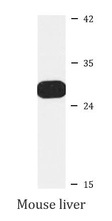 Anti-MTCO3
