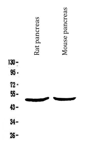 Anti-Urokinase / uPA