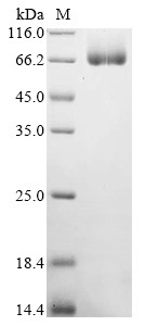 Chitinase-like protein 4 (Chil4), mouse, recombinant