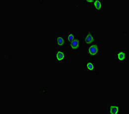 Anti-Tph1