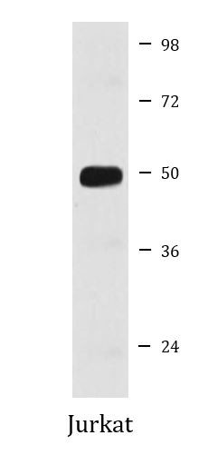 Anti-Cyclin E2