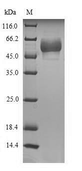 5-Hydroxytryptamine receptor 3E (HTR3E), partial, human, recombinant