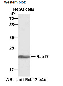 Anti-Rab17