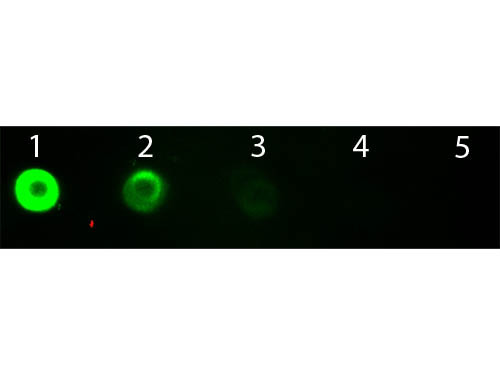 Anti-Bovine IgG F(ab&#039;)2 [Goat] Fluorescein conjugated