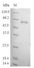 TAF5-like RNA polymerase II p300/CBP-associated factor-associated factor 65KDA subunit 5L (TAF5L), h