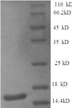 Interleukin-4 (IL4), dog, recombinant