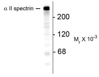 Anti-alpha II Spectrin