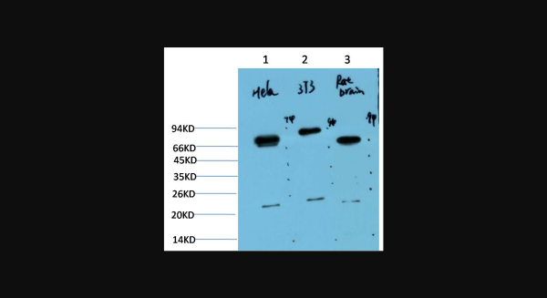 Anti-Ubiquitin (6G6), monoclonal