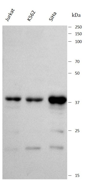 Anti-PEX19