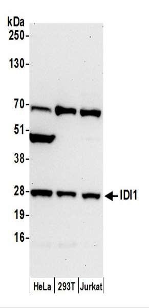 Anti-IDI1
