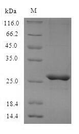 Mast cell protease 4 (Mcpt4), mouse, recombinant