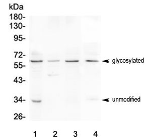 Anti-BTLA / CD272