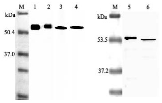 Anti-Nampt (Visfatin/PBEF), clone OMNI379, Biotin conjugated