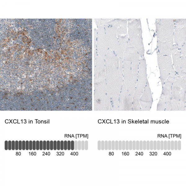 Anti-CXCL13, clone CL10543