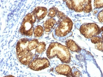 Anti-MUC6 / Gastric Mucin, clone CLH5